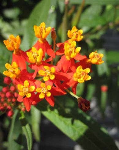 Fotografia de capa Asclepias curassavica - do Jardim Botânico