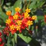 Fotografia 1 da espécie Asclepias curassavica do Jardim Botânico UTAD