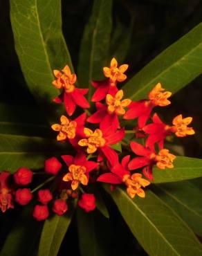 Fotografia 3 da espécie Asclepias curassavica no Jardim Botânico UTAD