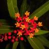 Fotografia 3 da espécie Asclepias curassavica do Jardim Botânico UTAD