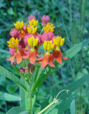 Fotografia 4 da espécie Asclepias curassavica no Jardim Botânico UTAD