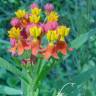 Fotografia 4 da espécie Asclepias curassavica do Jardim Botânico UTAD