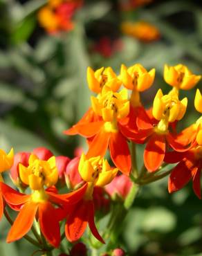 Fotografia 5 da espécie Asclepias curassavica no Jardim Botânico UTAD