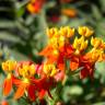 Fotografia 5 da espécie Asclepias curassavica do Jardim Botânico UTAD