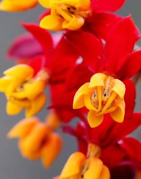 Fotografia 8 da espécie Asclepias curassavica no Jardim Botânico UTAD