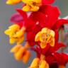 Fotografia 8 da espécie Asclepias curassavica do Jardim Botânico UTAD