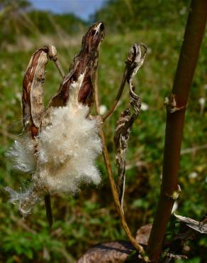 Fotografia 9 da espécie Asclepias curassavica no Jardim Botânico UTAD