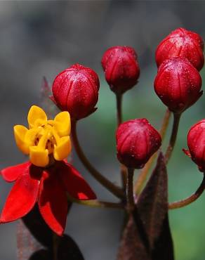 Fotografia 10 da espécie Asclepias curassavica no Jardim Botânico UTAD