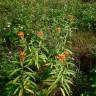 Fotografia 11 da espécie Asclepias curassavica do Jardim Botânico UTAD