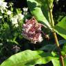 Fotografia 4 da espécie Asclepias syriaca do Jardim Botânico UTAD