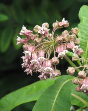 Fotografia 6 da espécie Asclepias syriaca no Jardim Botânico UTAD