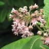 Fotografia 6 da espécie Asclepias syriaca do Jardim Botânico UTAD