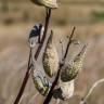 Fotografia 7 da espécie Asclepias syriaca do Jardim Botânico UTAD