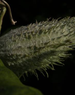 Fotografia 9 da espécie Asclepias syriaca no Jardim Botânico UTAD