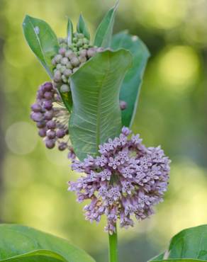 Fotografia 10 da espécie Asclepias syriaca no Jardim Botânico UTAD