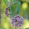 Fotografia 10 da espécie Asclepias syriaca do Jardim Botânico UTAD