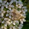 Fotografia 12 da espécie Asclepias syriaca do Jardim Botânico UTAD