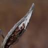 Fotografia 13 da espécie Asclepias syriaca do Jardim Botânico UTAD