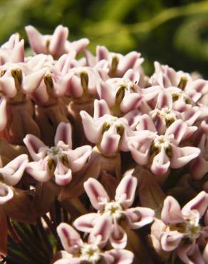 Fotografia 14 da espécie Asclepias syriaca no Jardim Botânico UTAD