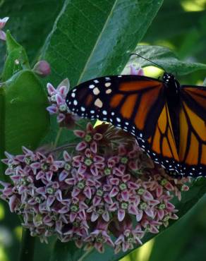 Fotografia 15 da espécie Asclepias syriaca no Jardim Botânico UTAD