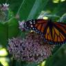 Fotografia 15 da espécie Asclepias syriaca do Jardim Botânico UTAD