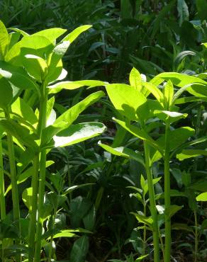 Fotografia 17 da espécie Asclepias syriaca no Jardim Botânico UTAD