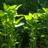 Fotografia 17 da espécie Asclepias syriaca do Jardim Botânico UTAD