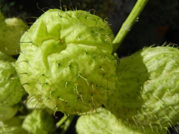 Fotografia da espécie Gomphocarpus physocarpus