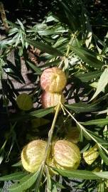 Fotografia da espécie Gomphocarpus physocarpus