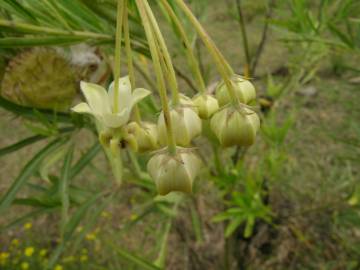 Fotografia da espécie Gomphocarpus physocarpus