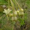 Fotografia 3 da espécie Gomphocarpus physocarpus do Jardim Botânico UTAD