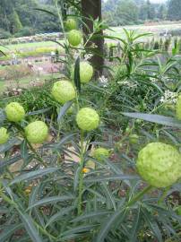Fotografia da espécie Gomphocarpus physocarpus