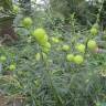 Fotografia 6 da espécie Gomphocarpus physocarpus do Jardim Botânico UTAD