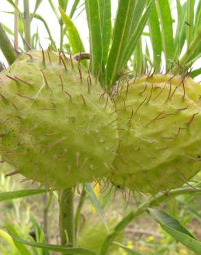 Fotografia 7 da espécie Gomphocarpus physocarpus no Jardim Botânico UTAD