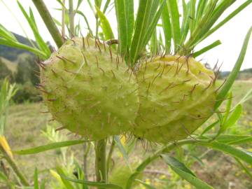 Fotografia da espécie Gomphocarpus physocarpus
