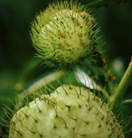 Fotografia da espécie Gomphocarpus physocarpus