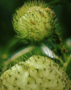 Fotografia 8 da espécie Gomphocarpus physocarpus no Jardim Botânico UTAD
