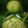 Fotografia 8 da espécie Gomphocarpus physocarpus do Jardim Botânico UTAD