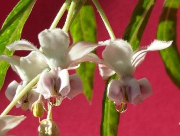 Fotografia da espécie Gomphocarpus physocarpus