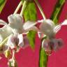 Fotografia 9 da espécie Gomphocarpus physocarpus do Jardim Botânico UTAD
