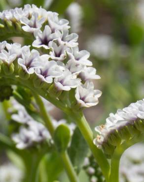 Fotografia 10 da espécie Heliotropium curassavicum no Jardim Botânico UTAD