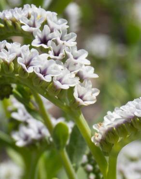 Fotografia 10 da espécie Heliotropium curassavicum no Jardim Botânico UTAD