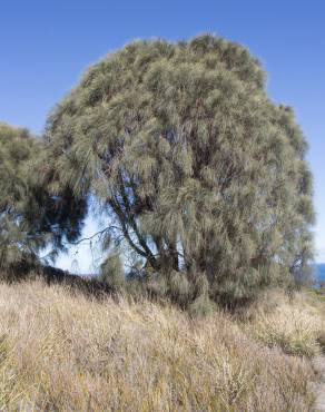 Fotografia 4 da espécie Allocasuarina verticillata no Jardim Botânico UTAD