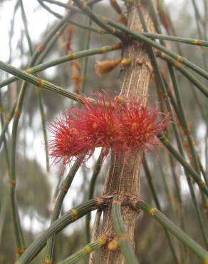 Fotografia 6 da espécie Allocasuarina verticillata no Jardim Botânico UTAD