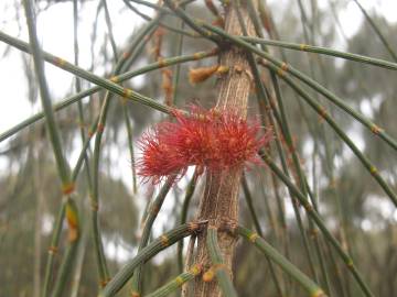 Fotografia da espécie Allocasuarina verticillata