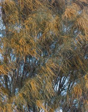 Fotografia 7 da espécie Allocasuarina verticillata no Jardim Botânico UTAD