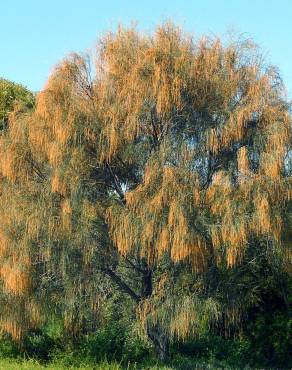 Fotografia 9 da espécie Allocasuarina verticillata no Jardim Botânico UTAD