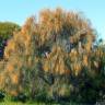 Fotografia 9 da espécie Allocasuarina verticillata do Jardim Botânico UTAD