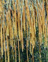 Allocasuarina verticillata