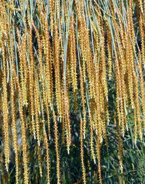 Fotografia 1 da espécie Allocasuarina verticillata no Jardim Botânico UTAD